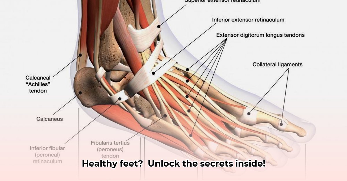 foot-anatomy-and-health-guide